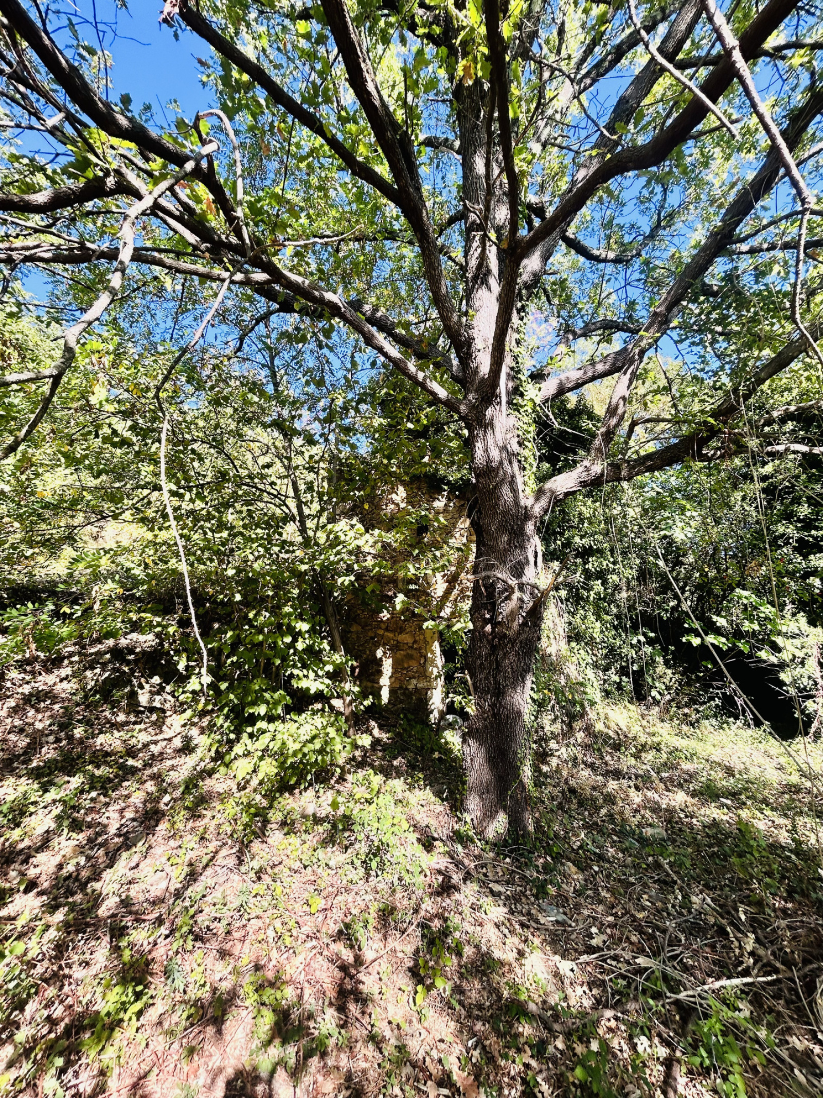 Image_, Terrain, Montdardier, ref :2814