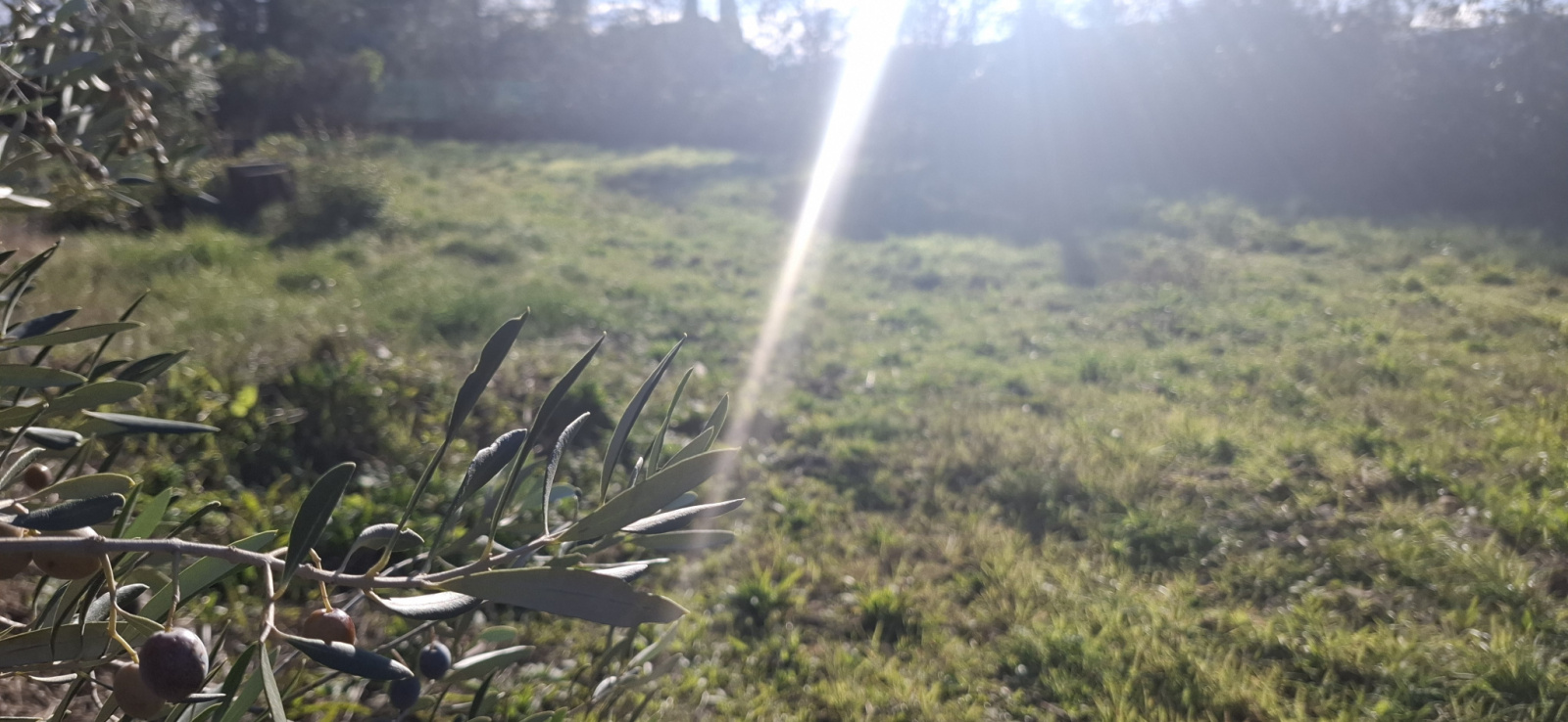 Image_, Terrain à batir, Laroque, ref :4476