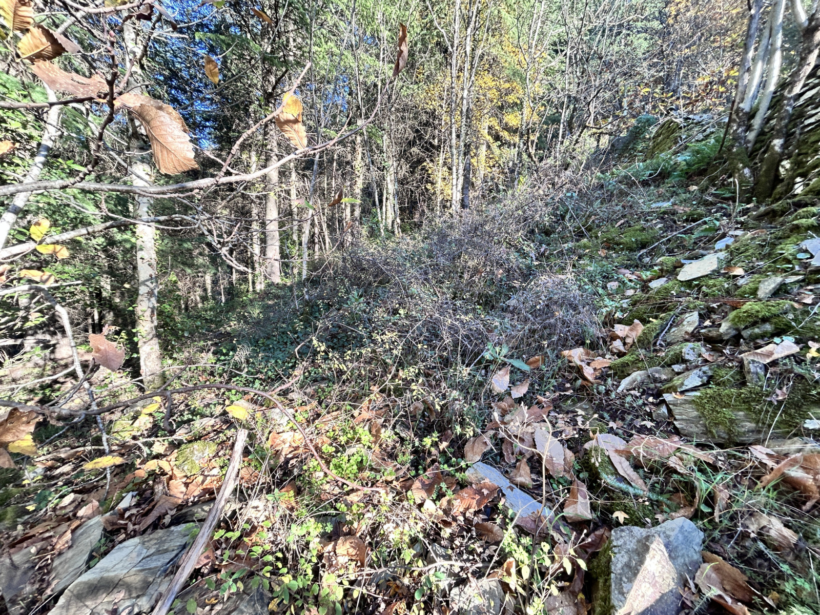 Image_, Terrain, Aulas, ref :918