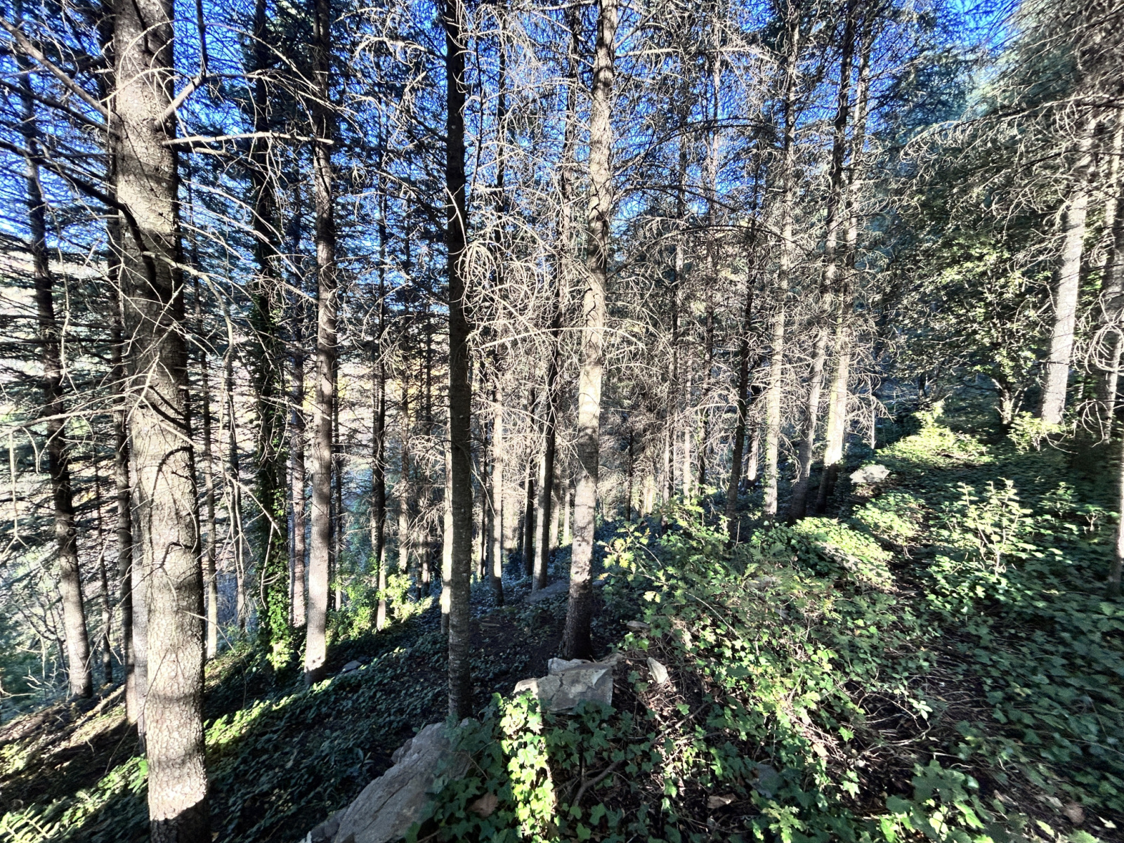 Image_, Terrain, Aulas, ref :918