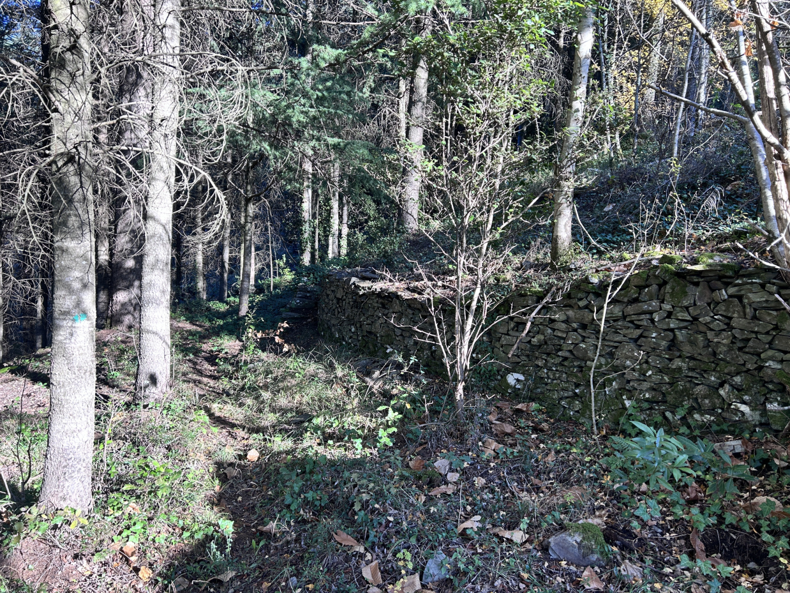 Image_, Terrain, Aulas, ref :918