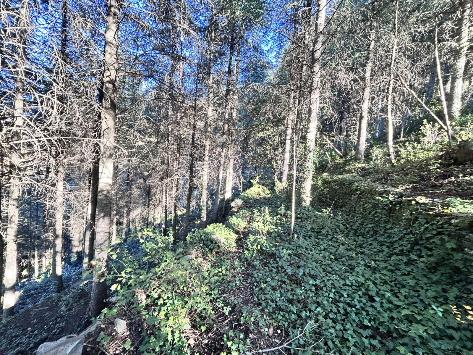 Image_, Terrain, Aulas, ref :918