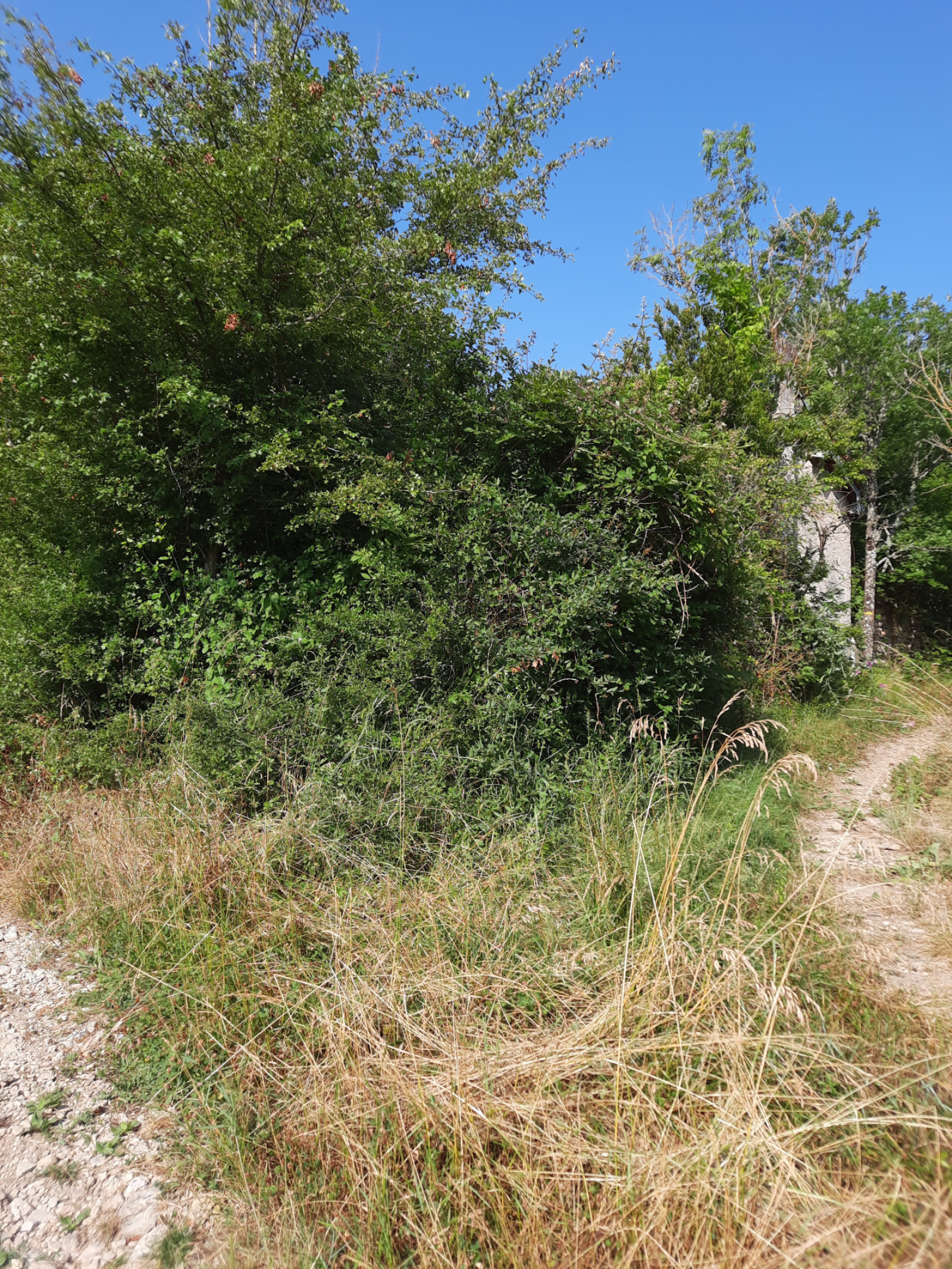 Image_, Terrain, Tournemire, ref :LC 3217