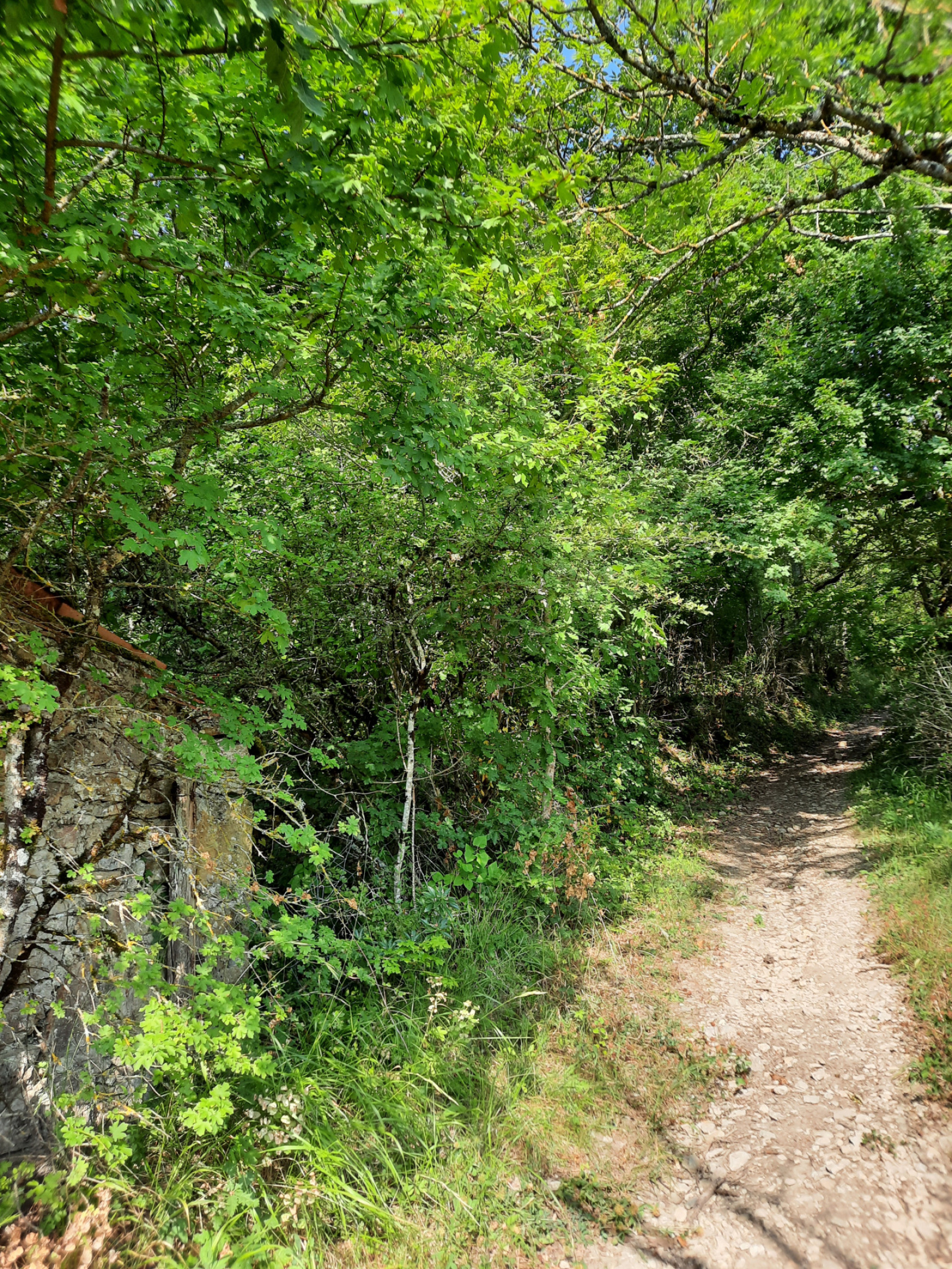 Image_, Terrain, Tournemire, ref :LC 3217