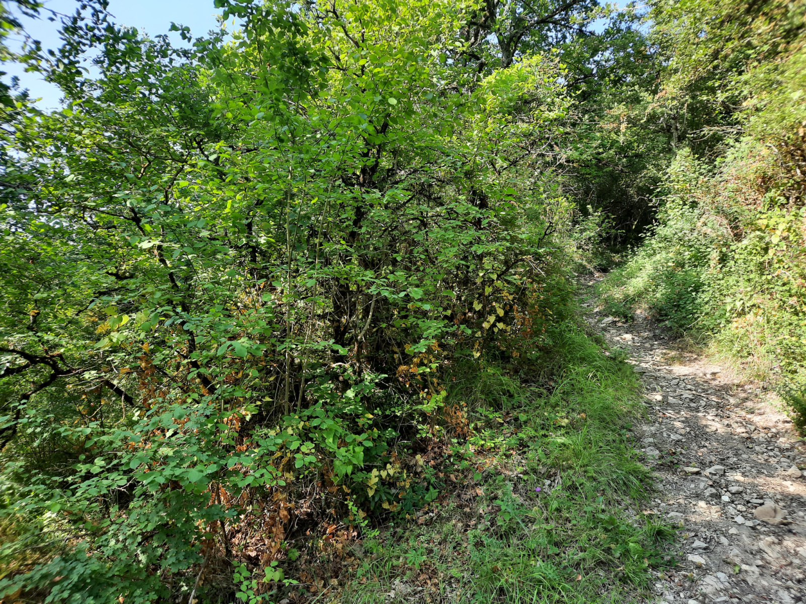 Image_, Terrain, Tournemire, ref :LC 3217