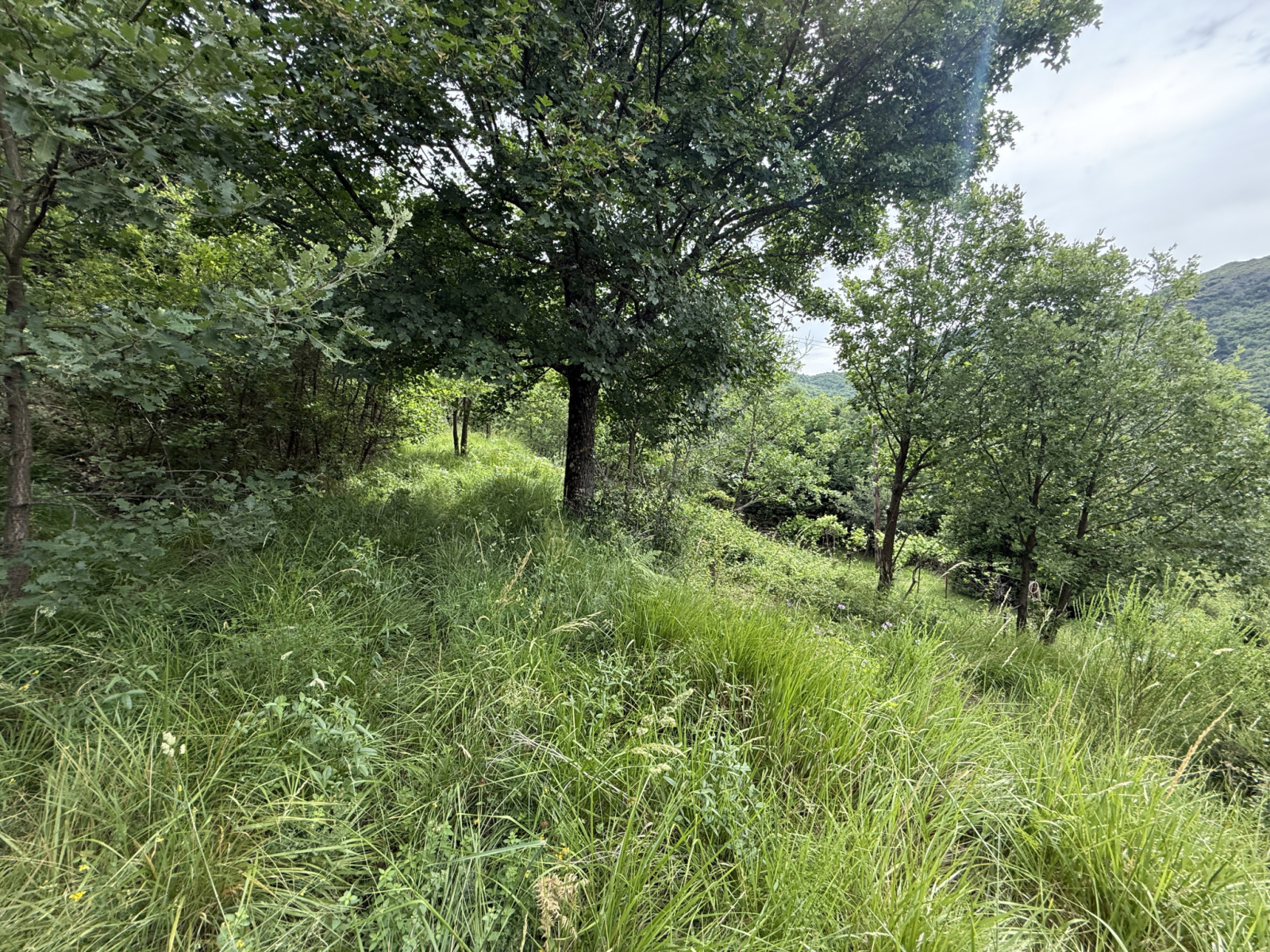 Image_, Maison, Aumessas, ref :2799